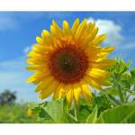 Kendrick Cooper Profile Picture