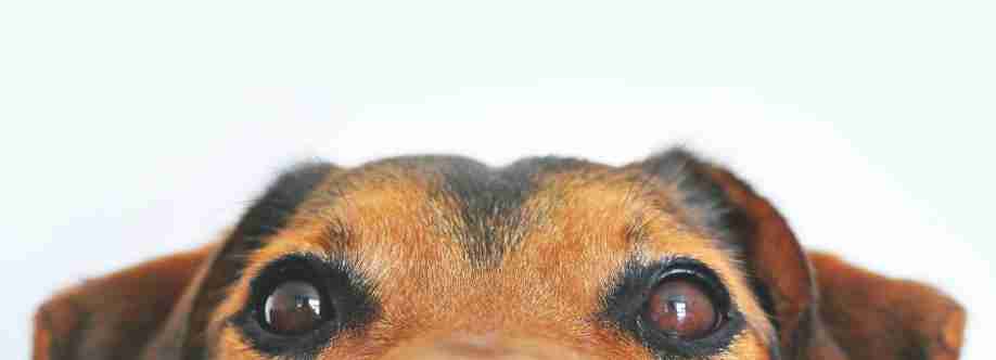 Richard Avedon Cover Image