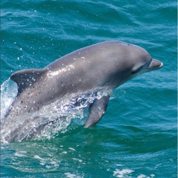 Planning the Perfect Coastal Fishing Trip to South Padre Island - Blogingers