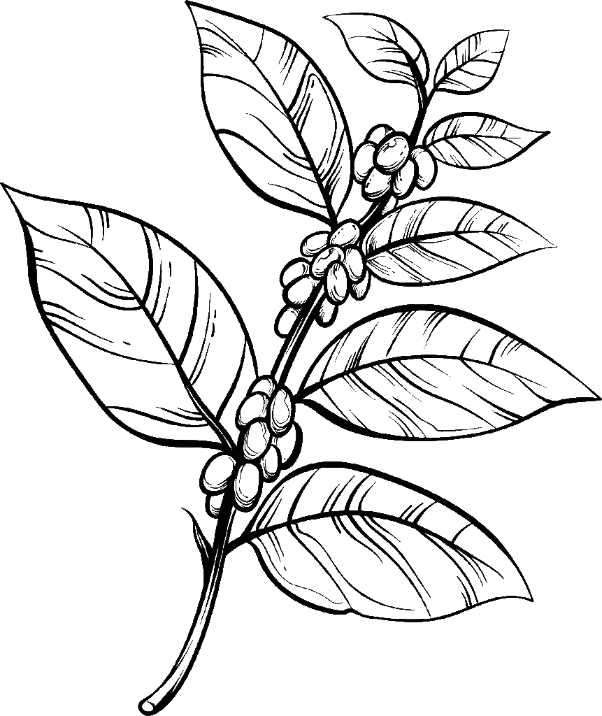 Place an Order for the best Cocoa Products in the Middle East Now - Walksea AE