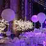 Celebration Trees Profile Picture