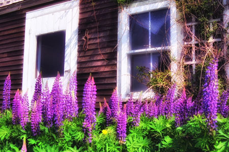 Holistic Homeopathy in Asheville NC | Homeopathic Doctors