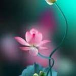 Enrike Jop profile picture