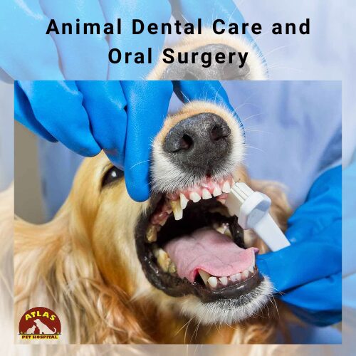 Dental Care for Puppies and Kittens: Start Early, Stay Healthy - Blogingers