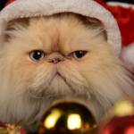 Purva Yadav profile picture