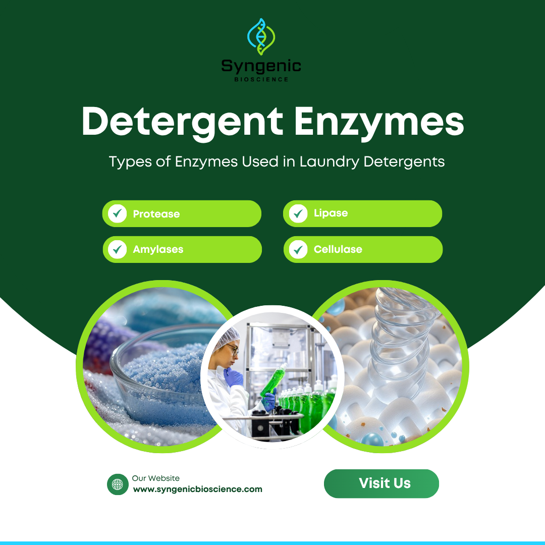 Types of Enzymes Used in Laundry Detergents - Syngenic
