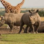 Alfonce Okello Profile Picture